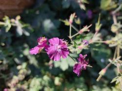 ** Geranium phaeum samobor ** ** Geranium phaeum samobor **