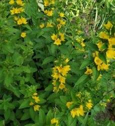 Goldfelberich Goldfelberich