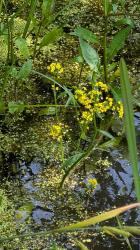 Wasser-Sumpfkresse Wasser-Sumpfkresse