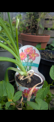 Taglilien rosa Taglilien rosa