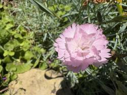 Pfingstnelke, rosa Pfingstnelke, rosa