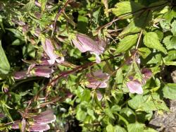 Punktierte Glockenblume Punktierte Glockenblume