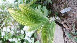Convallaria majalis albostriata Convallaria majalis albostriata