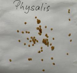 Physalis Physalis