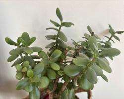 Geldbaum Geldbaum
