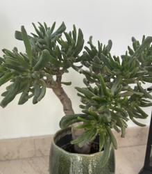 Andere Art von Geldbaum/ Fettblatt Andere Art von Geldbaum/ Fettblatt