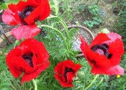 Riesenmohn dunkelrot Riesenmohn dunkelrot