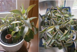 Brutblatt Goethe-Pflanze - Kalanchoe Daigremontiana Bryophyl Brutblatt Goethe-Pflanze - Kalanchoe Daigremontiana Bryophyl