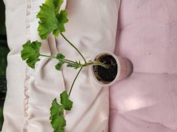 Duft Pelargonie Zitrone Duft Pelargonie Zitrone