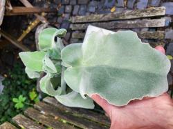 Elefantenohr Kalanchoe "Rarität" Elefantenohr Kalanchoe "Rarität"