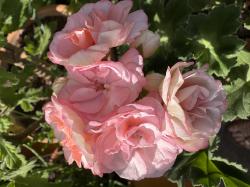 Pelargonie Astrid Pelargonie Astrid