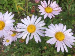 Grönland-Margerite "Roseum"