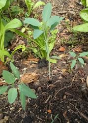 Quillquina, Bolivianischer Koriander