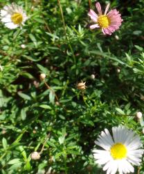 Spanisches Gänseblümchen Spanisches Gänseblümchen