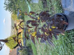 Bronzefelberich "Firecracker" - Lysimachia ciliata Bronzefelberich "Firecracker" - Lysimachia ciliata