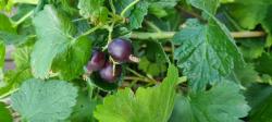 Johannisbeeren stecklinge Johannisbeeren stecklinge
