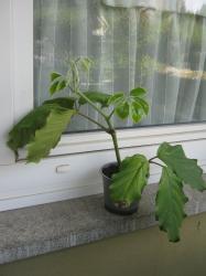 Kastanienwein, Tonkingwein Kastanienwein, Tonkingwein
