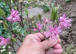 Akelei rosa gefüllt - Samen Akelei rosa gefüllt - Samen