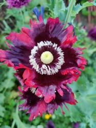 Bunter Mohn Bunter Mohn