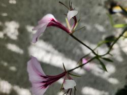 Wildpelargonie "Tetragonum" Rarität Wildpelargonie "Tetragonum" Rarität
