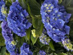 5 Stecklinge blaue Hortensie 5 Stecklinge blaue Hortensie