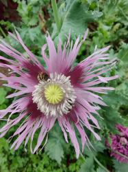 Bunter Mohn Bunter Mohn