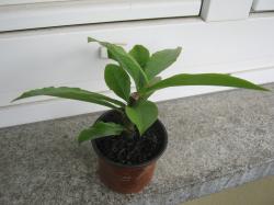 Laubkaktus, Rose Cactus Laubkaktus, Rose Cactus