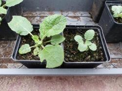 Salvia hians + S.judaica Sämlinge Salvia hians + S.judaica Sämlinge