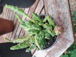 Stapelia mit Blütenknospe