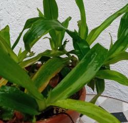 Murdannia Pflanze 