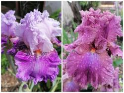 Iris Schwertlilien, Suggar Marilyn + Eyed for Style + Zugabe Iris Schwertlilien, Suggar Marilyn + Eyed for Style + Zugabe