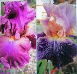 Iris Schwertlilien, Suggar Marilyn + Eyed for Style + Zugabe Iris Schwertlilien, Suggar Marilyn + Eyed for Style + Zugabe