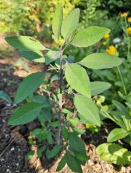 Quillquina, Bolivianischer Koriander Quillquina, Bolivianischer Koriander