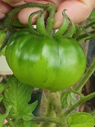 Tomate Amela Tomate Amela