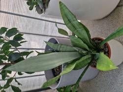 Bogenhanf 'Moonshine' Bogenhanf 'Moonshine'