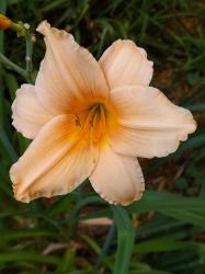 Hemerocallis Helle Berlinerin Hemerocallis Helle Berlinerin