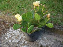 winterhart - Opuntia - bewurzeltes Ohr winterhart - Opuntia - bewurzeltes Ohr