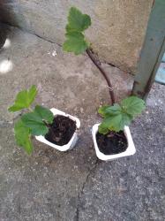 Rote Johannisbeeren