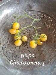 Saatgut Napa Chardonnay Saatgut Napa Chardonnay