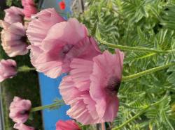 Staudenmohn "Petty`s Plum ` Staudenmohn "Petty`s Plum `