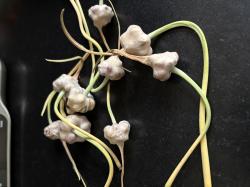 Rockenbolle / Knoblauch Rockenbolle / Knoblauch