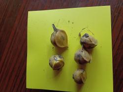 Brutzwiebeln Elefantenknoblauch 5 Stck Brutzwiebeln Elefantenknoblauch 5 Stck