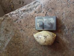Elefantenknoblauch