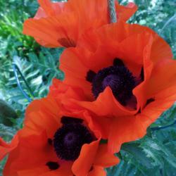 Riesenmohn orangerot