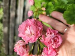 Rosenpelargonie "Princess Philippa" Rosenpelargonie "Princess Philippa"