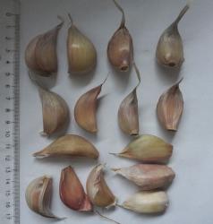Knoblauch "Germidour" Knoblauch "Germidour"
