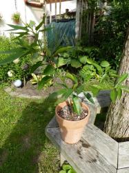 Citrus Wilsonii