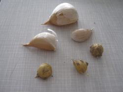 Elefantenknoblauch 3 Zehen, 3 Brutzwiebeln