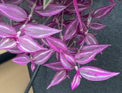 Dreimasterblume 