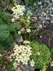 Saxifraga paniculata